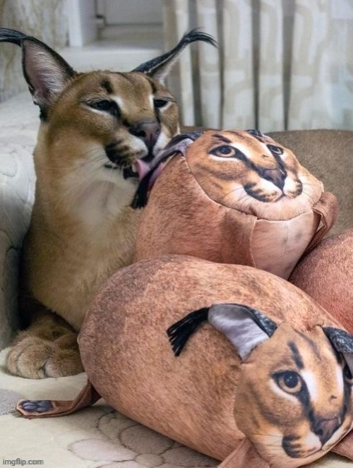 What type if dog iz that? | image tagged in memez,big ahh cat,pillow | made w/ Imgflip meme maker