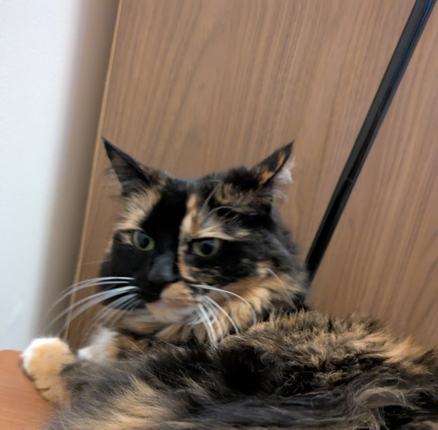 Serious kitty Blank Meme Template