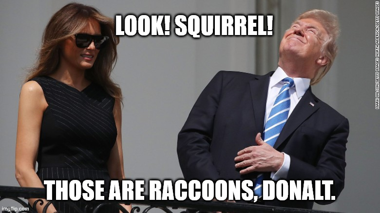 Trump looking at the sun during eclipse | LOOK! SQUIRREL! THOSE ARE RACCOONS, DONALT. | image tagged in trump looking at the sun during eclipse | made w/ Imgflip meme maker