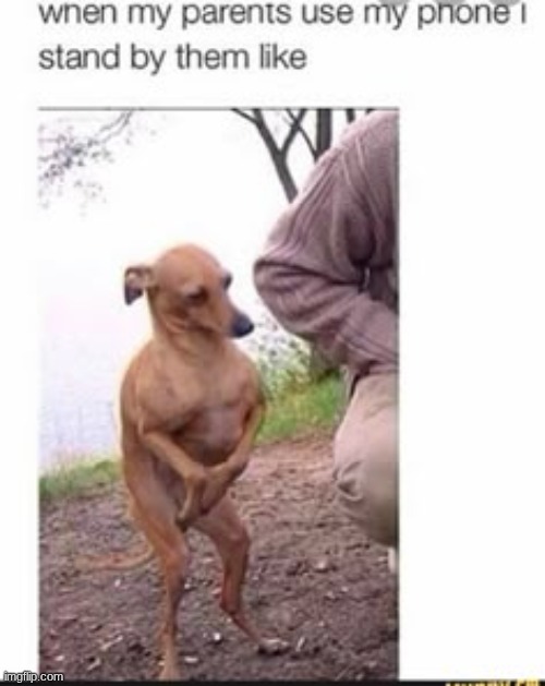 Dog | image tagged in parents,phone | made w/ Imgflip meme maker