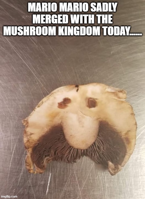 It's a Meeeee | MARIO MARIO SADLY MERGED WITH THE MUSHROOM KINGDOM TODAY...... | image tagged in super mario bros | made w/ Imgflip meme maker