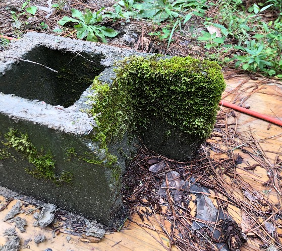 *(You found this next to your grandparent’s RV.)*(Perpetuate the cycle of existence?) | image tagged in moss,consume,perpetuate the cycle of existence | made w/ Imgflip meme maker