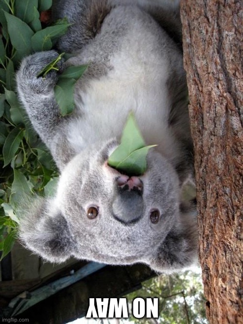 NO WAY | image tagged in memes,surprised koala | made w/ Imgflip meme maker
