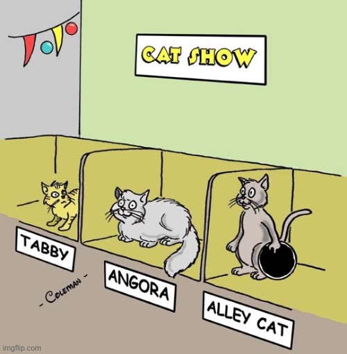 He’s already won several tournaments… | image tagged in cats,comics,alley cat | made w/ Imgflip meme maker