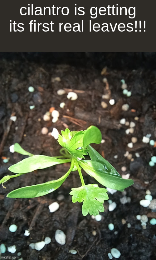 cilantro is getting its first real leaves!!! | made w/ Imgflip meme maker
