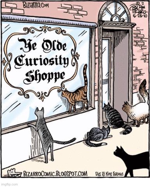 It lives up to it’s name… | image tagged in cats,comics,bizarro comics,ye olde curiosity shoppe | made w/ Imgflip meme maker