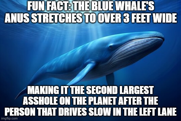 Left Lane | FUN FACT: THE BLUE WHALE'S ANUS STRETCHES TO OVER 3 FEET WIDE; MAKING IT THE SECOND LARGEST ASSHOLE ON THE PLANET AFTER THE PERSON THAT DRIVES SLOW IN THE LEFT LANE | image tagged in blue whale | made w/ Imgflip meme maker
