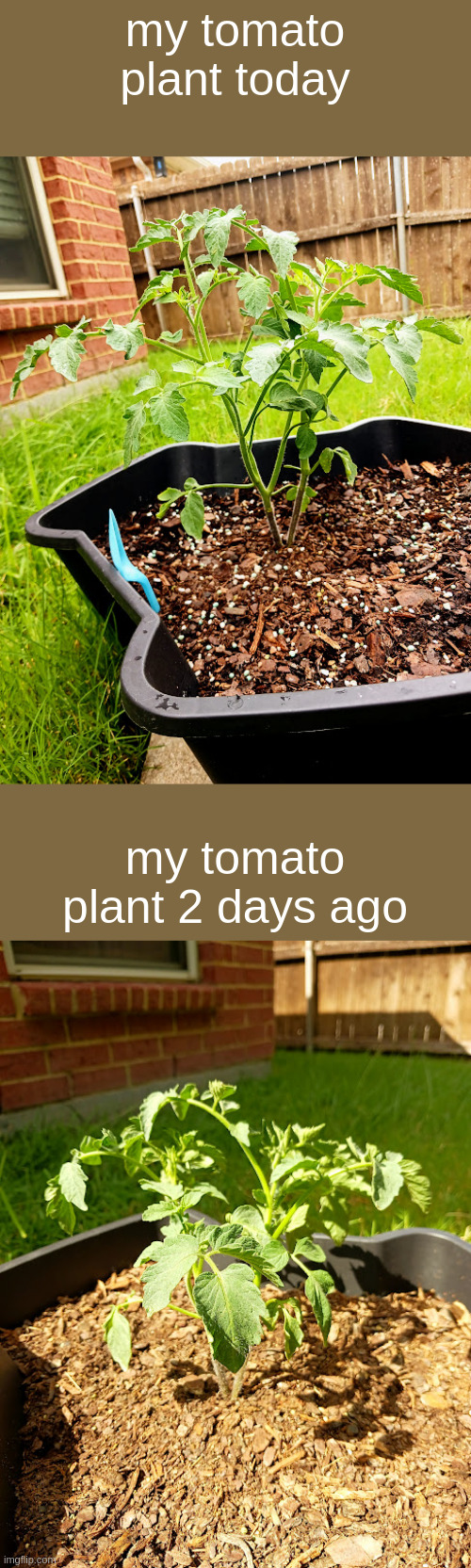 how are they growing so fast!! | my tomato plant today; my tomato plant 2 days ago | made w/ Imgflip meme maker