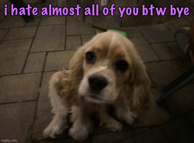 dumb little idiot gnocchi | i hate almost all of you btw bye | image tagged in dumb little idiot gnocchi | made w/ Imgflip meme maker
