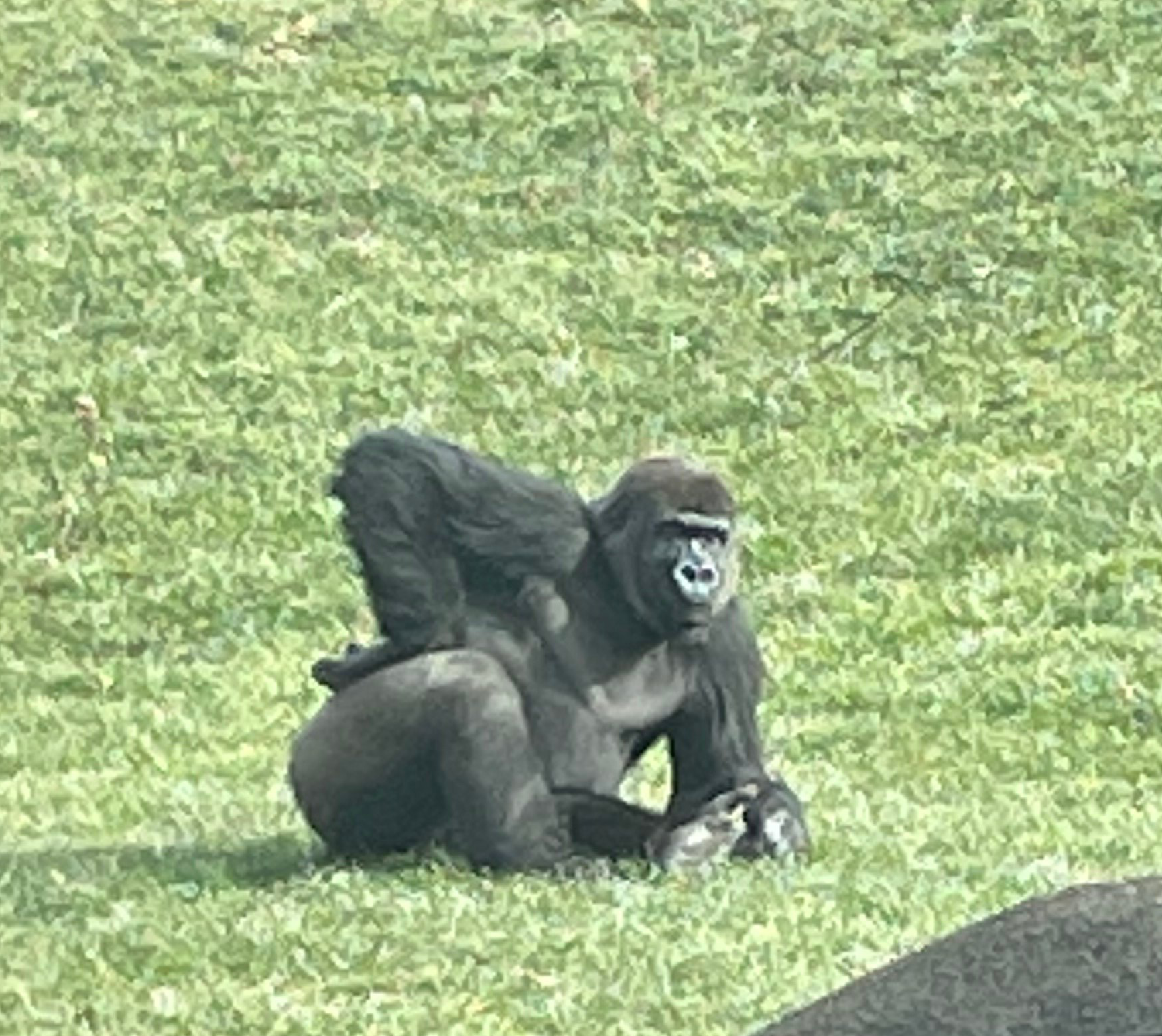 High Quality Gorilla posing Blank Meme Template
