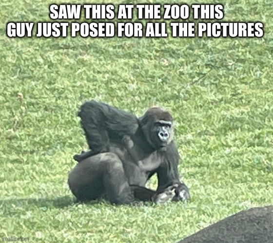 Aint no way this guy just posed for the picture | SAW THIS AT THE ZOO THIS GUY JUST POSED FOR ALL THE PICTURES | image tagged in gorilla posing,gorilla,zoo | made w/ Imgflip meme maker