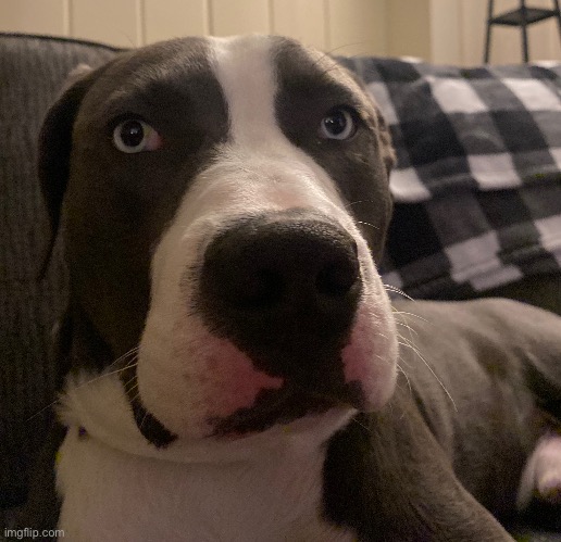 Here’s a random picture of my dads puppy from a year ago (his name is Loki) | made w/ Imgflip meme maker