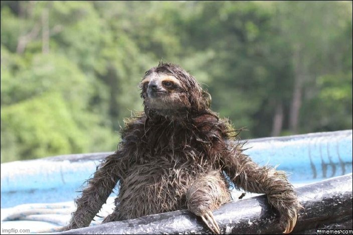 Wet sloth | image tagged in wet sloth | made w/ Imgflip meme maker