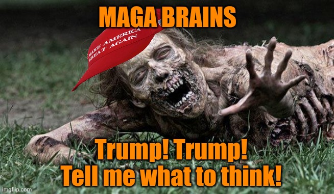 Walking Dead Zombie | MAGA BRAINS Trump! Trump!
Tell me what to think! | image tagged in walking dead zombie | made w/ Imgflip meme maker
