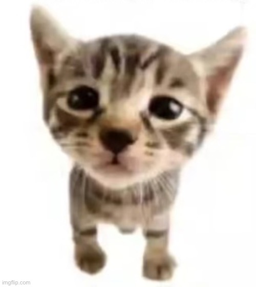El gatito | image tagged in el gatito | made w/ Imgflip meme maker
