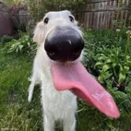 High Quality dog Blank Meme Template