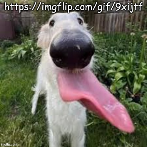 dog | https://imgflip.com/gif/9xijtf | image tagged in dog | made w/ Imgflip meme maker