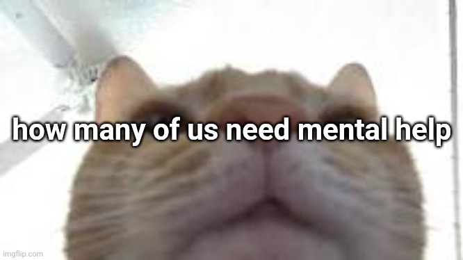 cat staring at camera | how many of us need mental help | image tagged in cat staring at camera | made w/ Imgflip meme maker