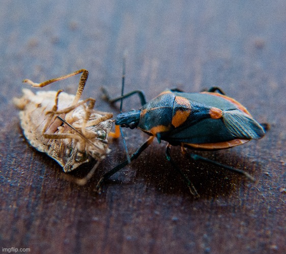 Stink bug eating a stink bug | made w/ Imgflip meme maker