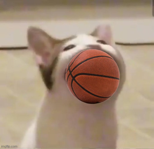 Pop Cat | image tagged in pop cat | made w/ Imgflip meme maker