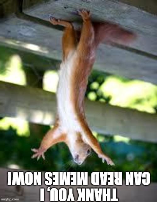 THANK YOU, I CAN READ MEMES NOW! | image tagged in praise squirrel | made w/ Imgflip meme maker