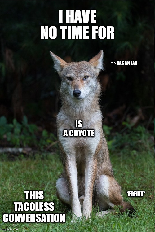 Tacoless Conversations | << HAS AN EAR; IS A COYOTE | image tagged in coyote | made w/ Imgflip meme maker