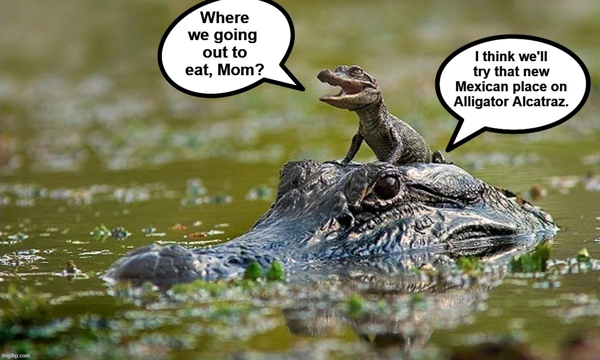 Where we going out to eat, Mom? | image tagged in alligator,alcatraz,mexicans,it's what's for dinner,mexican food,florida gators | made w/ Imgflip meme maker