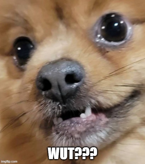 Teddy | WUT??? | image tagged in teddy | made w/ Imgflip meme maker