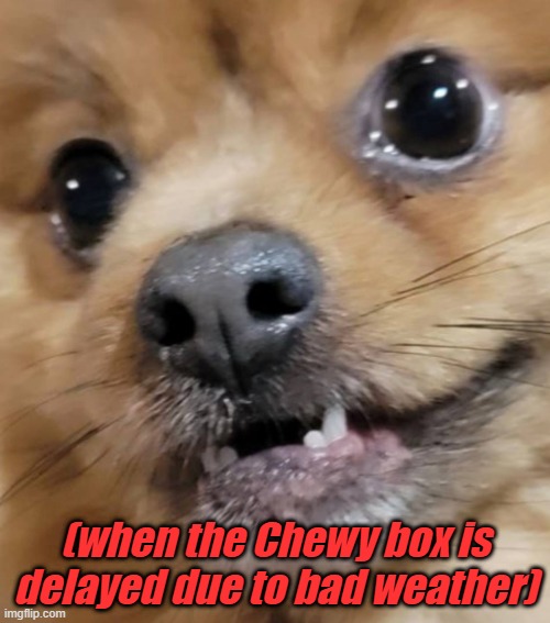 Teddy | (when the Chewy box is delayed due to bad weather) | image tagged in teddy | made w/ Imgflip meme maker