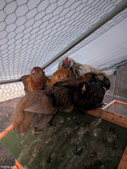 what's wrong with my chickens | image tagged in chickens,bock bock | made w/ Imgflip meme maker