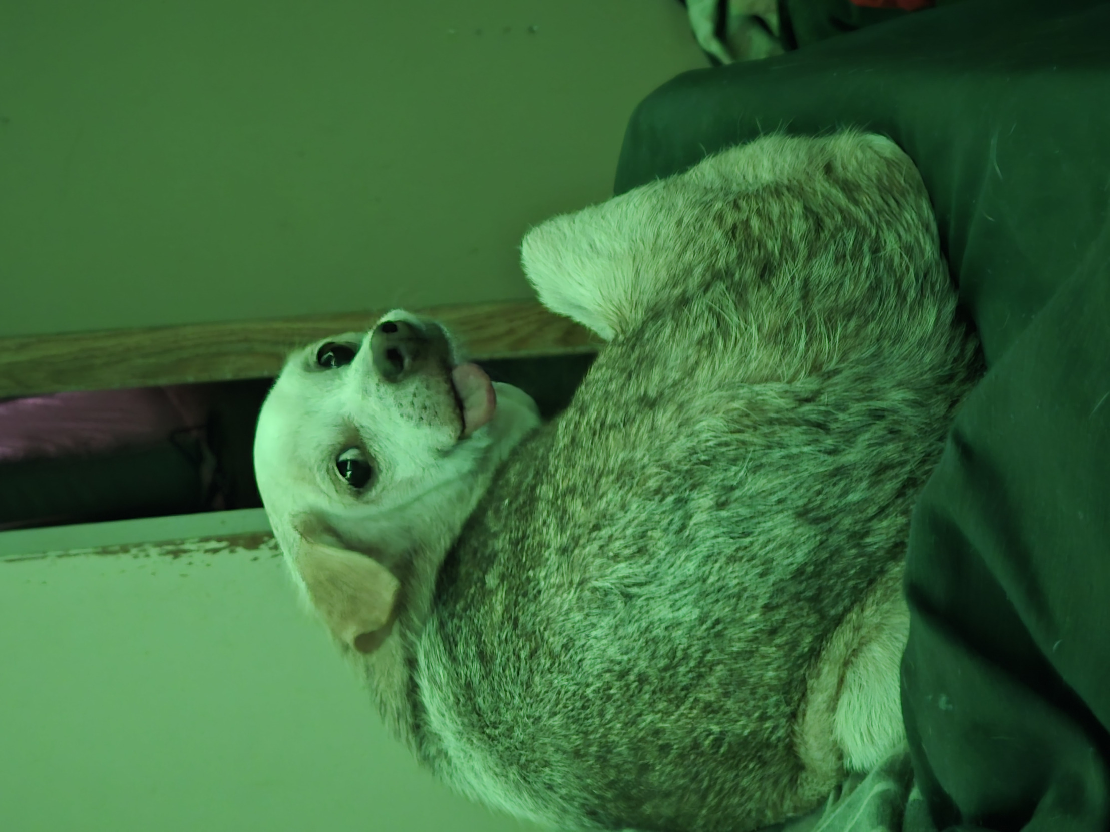 Dogg Blank Meme Template