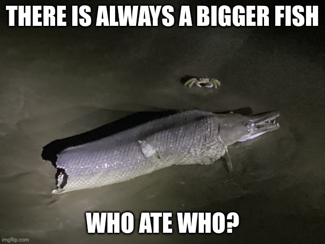 I’m confused here | THERE IS ALWAYS A BIGGER FISH; WHO ATE WHO? | image tagged in fish,funny | made w/ Imgflip meme maker