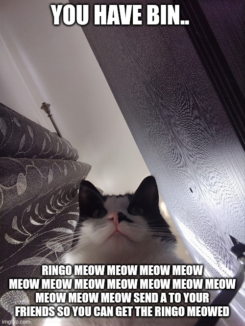 YOU HAVE BIN.. RINGO MEOW MEOW MEOW MEOW MEOW MEOW MEOW MEOW MEOW MEOW MEOW MEOW MEOW MEOW SEND A TO YOUR FRIENDS SO YOU CAN GET THE RINGO MEOWED | made w/ Imgflip meme maker