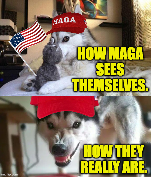 Don't approach them yourself.  Call the Sheriff. | HOW MAGA
SEES
THEMSELVES. HOW THEY
REALLY ARE. | image tagged in memes,bad pun dog,maga | made w/ Imgflip meme maker