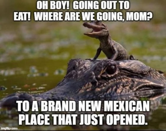 Alligator alcatraz | image tagged in alligator,alcatraz | made w/ Imgflip meme maker