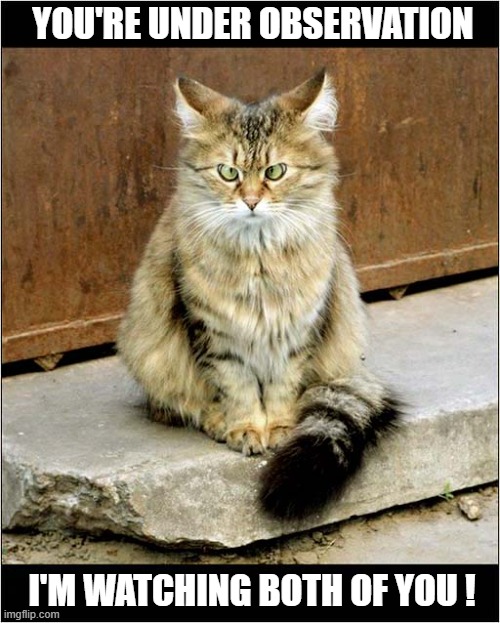 Careful Now ! | YOU'RE UNDER OBSERVATION; I'M WATCHING BOTH OF YOU ! | image tagged in cats,cross eyed,i'm watching you | made w/ Imgflip meme maker
