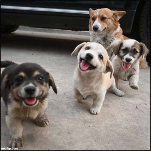 Only 75% Smiles ? | image tagged in dogs,puppies,smile,frown | made w/ Imgflip meme maker