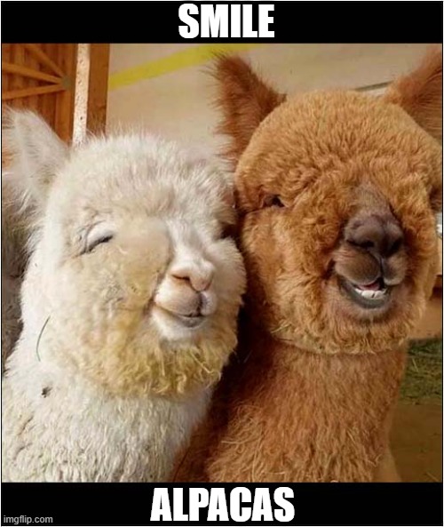 Just A Nice Picture ! | SMILE; ALPACAS | image tagged in smile,alpaca | made w/ Imgflip meme maker