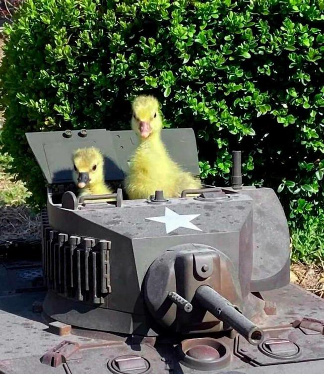 duckling tank Blank Meme Template
