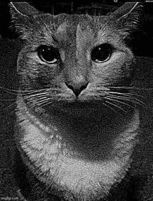 cat dead stare | . | image tagged in cat dead stare | made w/ Imgflip meme maker