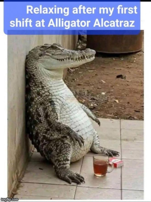 First shift over | image tagged in alligator,alcatraz | made w/ Imgflip meme maker