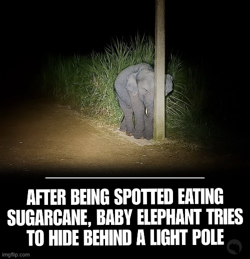 "It wasn't me. I wasn't even there, Mom." | image tagged in elephant,cute,hiding,lol,imgflip humor | made w/ Imgflip meme maker