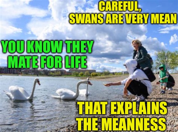 The “Meaning” of life | CAREFUL,    SWANS ARE VERY MEAN; YOU KNOW THEY MATE FOR LIFE; THAT EXPLAINS THE MEANNESS | image tagged in gifs,life,mean,story,life lessons,fun | made w/ Imgflip meme maker