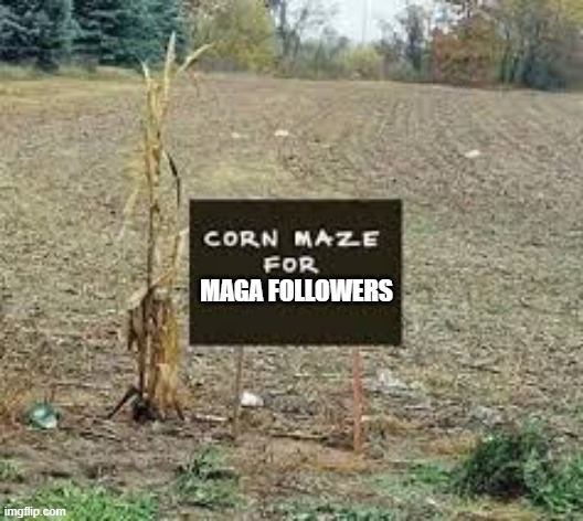 A corn maze for MAGA followers.  - funny - | MAGA FOLLOWERS | image tagged in funny,maga,humor,political | made w/ Imgflip meme maker