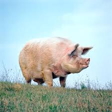 Mai Blank Meme Template