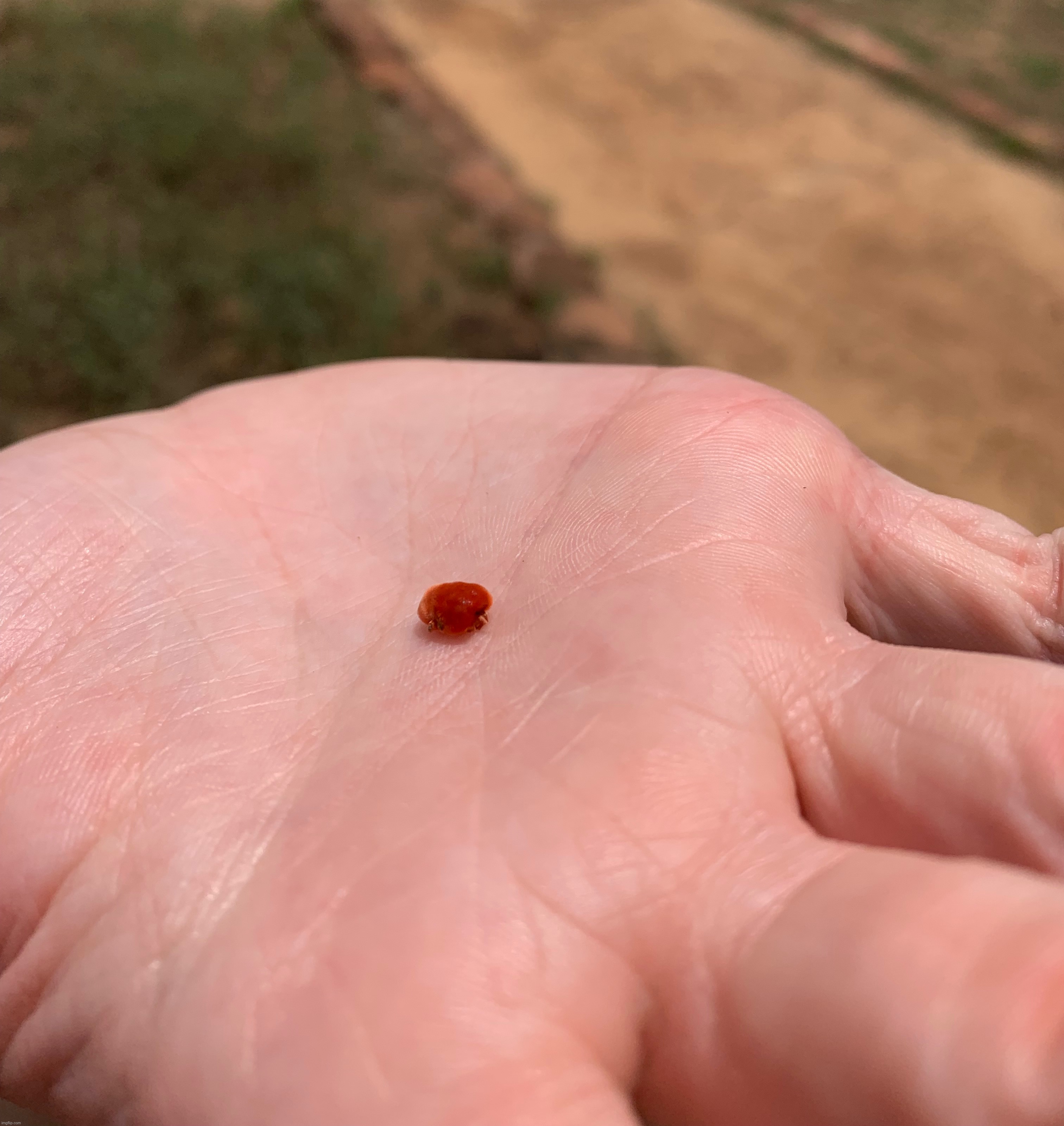 Giant velvet mite | made w/ Imgflip meme maker