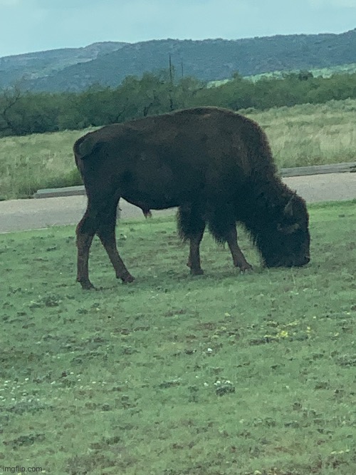 Bison | made w/ Imgflip meme maker