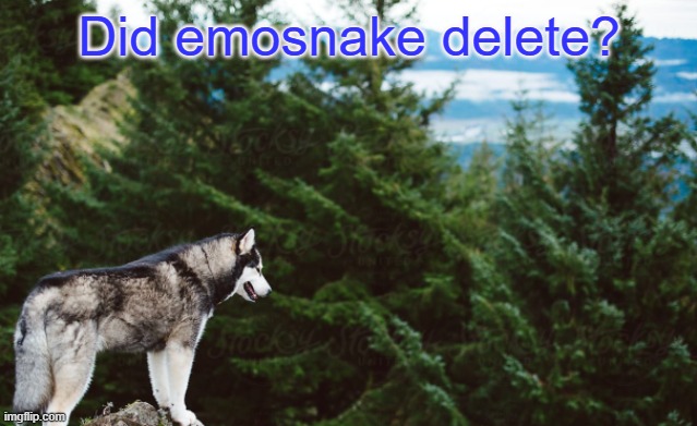 Husky | Did emosnake delete? | image tagged in husky | made w/ Imgflip meme maker