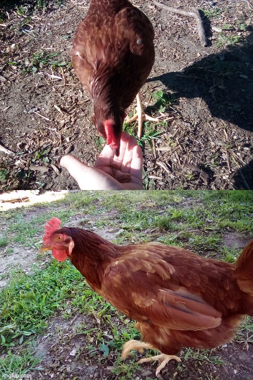 it's still here (her name is nugget now) | made w/ Imgflip meme maker