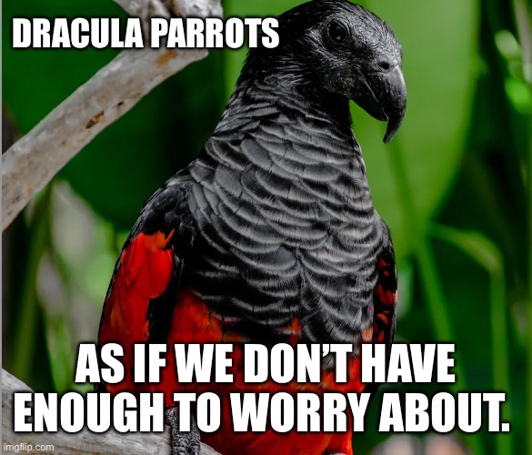 Enjoy your hike, but don’t stay out too late | DRACULA PARROTS; AS IF WE DON’T HAVE ENOUGH TO WORRY ABOUT. | image tagged in dracula,parrot,bird,vampire | made w/ Imgflip meme maker
